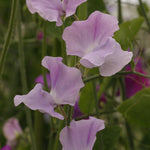 Sweet Pea Solstice Lavender