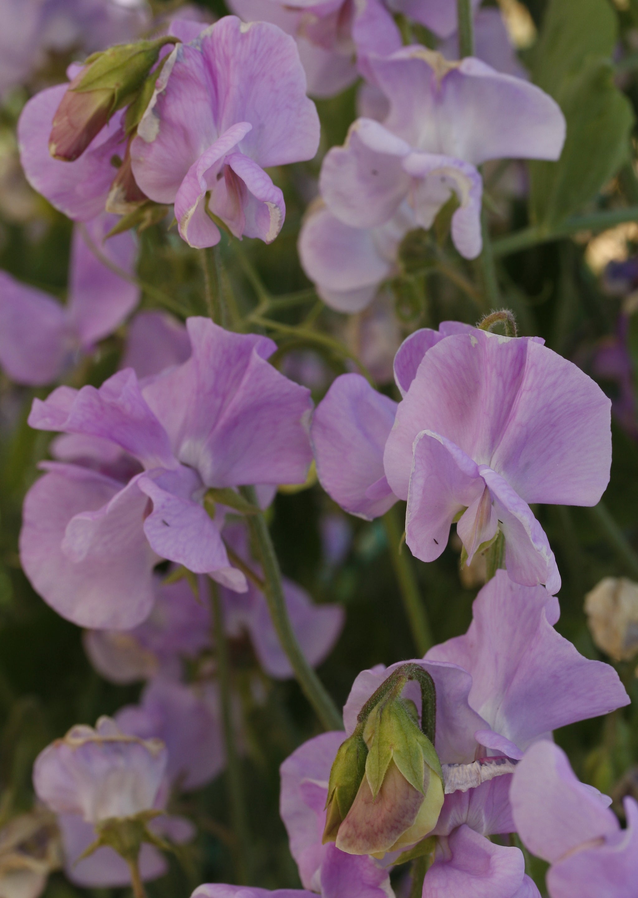 Sweet Pea Solstice Lavender