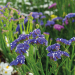 Statice Hipster Blue