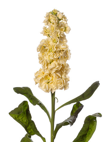 CF Stock Stox Yellow