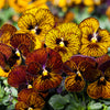 Viola Sorbet Tiger Eyes Mix