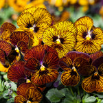 Viola Sorbet Tiger Eyes Mix