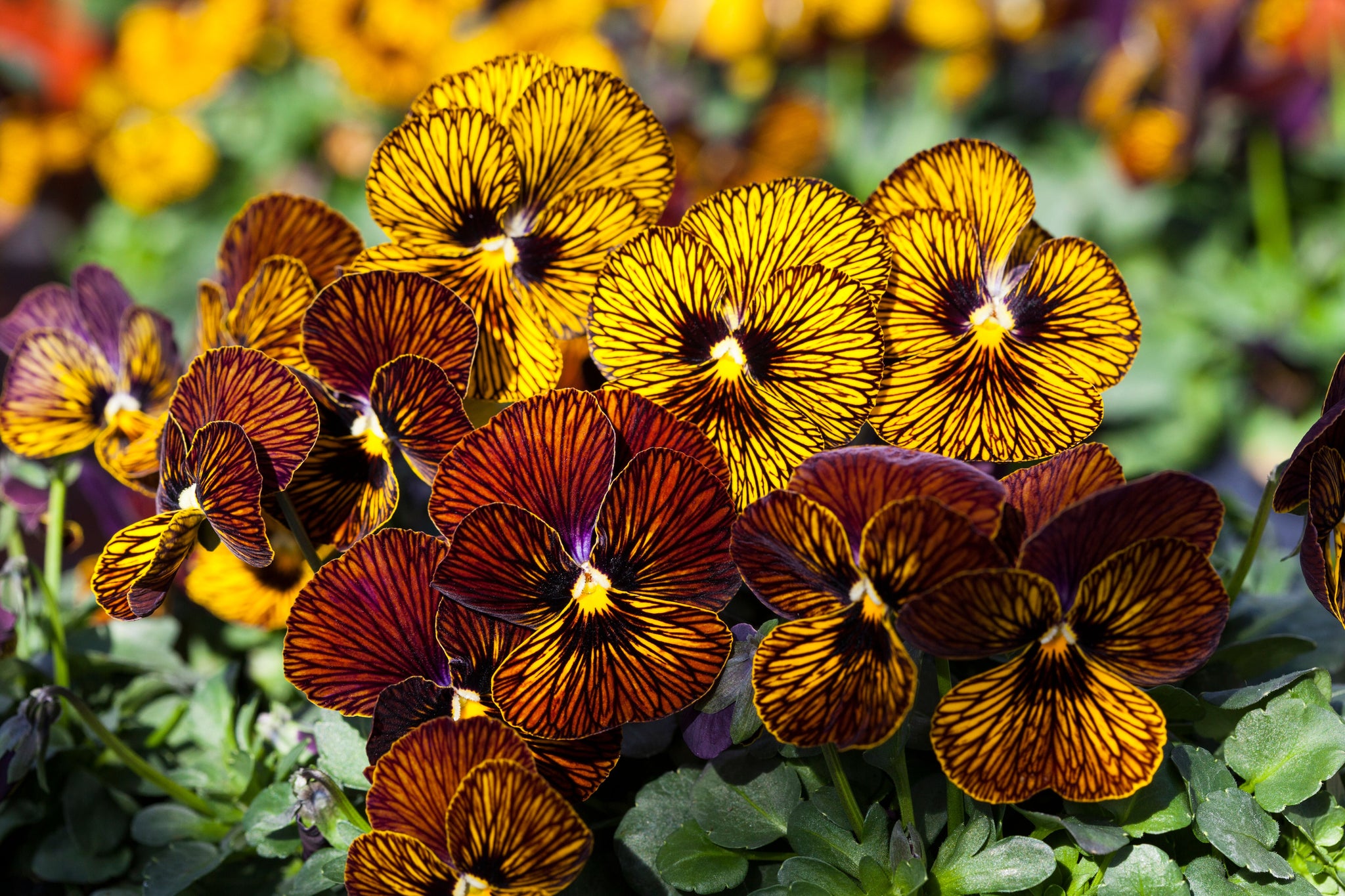 Viola Sorbet Tiger Eyes Mix