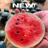 Watermelon Miniball