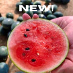 Watermelon Miniball