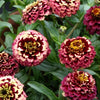 CF Zinnia Aztec Burgundy