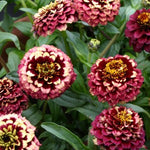 CF Zinnia Aztec Burgundy