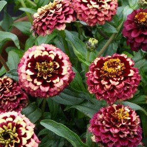 CF Zinnia Aztec Burgundy