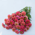 CF Zinnia Lilliput Salmon Gem
