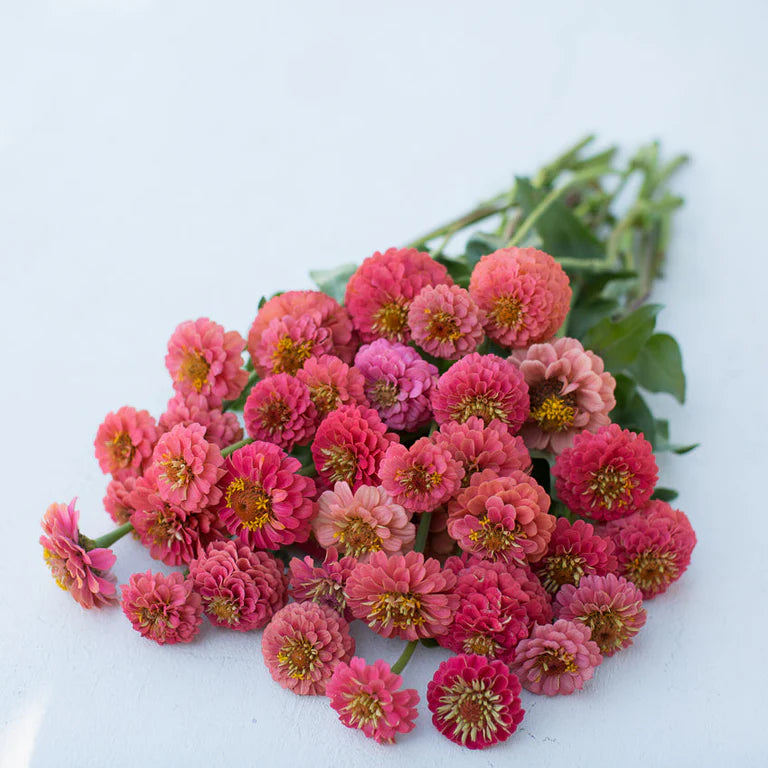 CF Zinnia Lilliput Salmon Gem