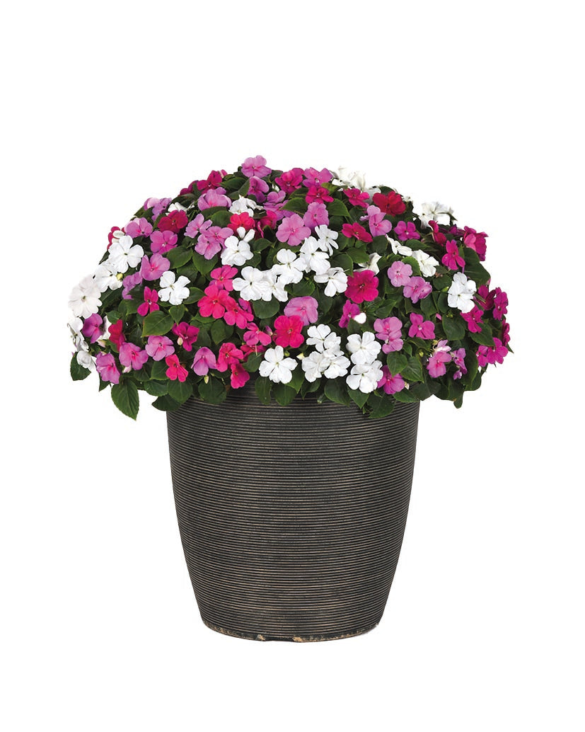 Impatiens Beacon Chicago Mix