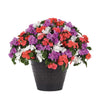 Impatiens Beacon Pearl Island Mix
