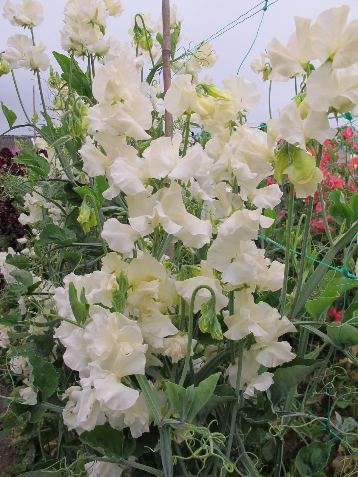 Jilli Tree Sweet Pea Jilly – Egmont Seeds