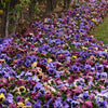 Pansy Matrix Mothers Day Surprise