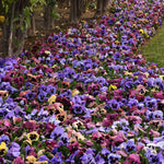 Pansy Matrix Mothers Day Surprise