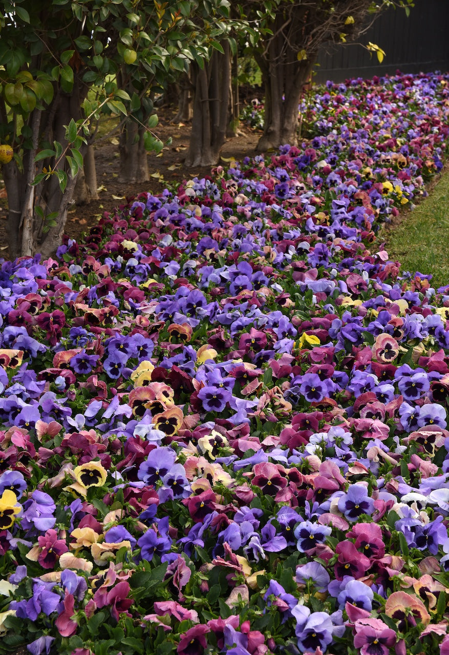 Pansy Matrix Mothers Day Surprise