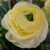 CF Ranunculus Amandine Cream (French)