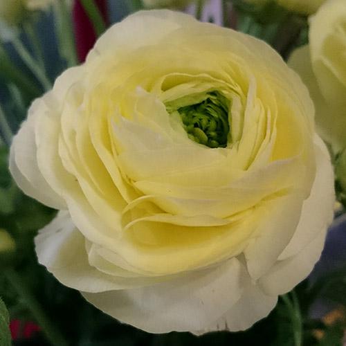 CF Ranunculus Amandine Cream (French)