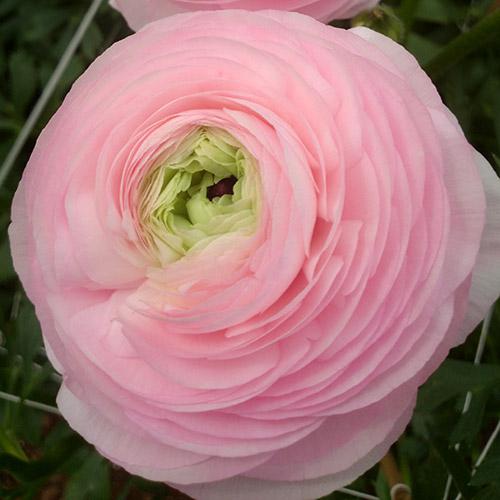 CF Ranunculus Amandine Marshmallow (French)