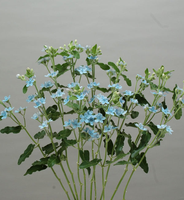 Tweedia Blue