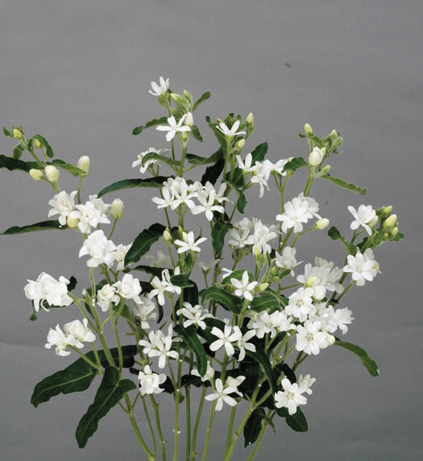 Tweedia White